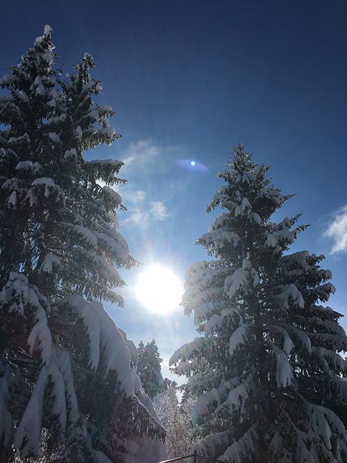 Schneebedeckte Tannen rahmen die helle Sonne am klaren blauen Himmel ein.