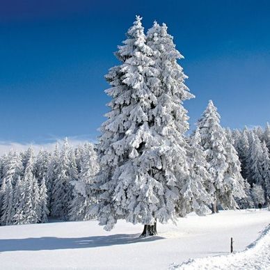 Schneebedeckte immergrüne Bäume an einem hellen, sonnigen Wintertag.