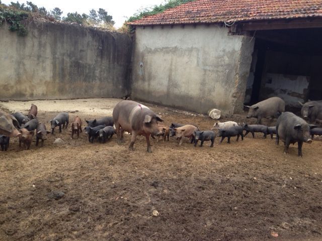 Um rebanho de porcos está parado em um campo de terra em frente a um prédio.