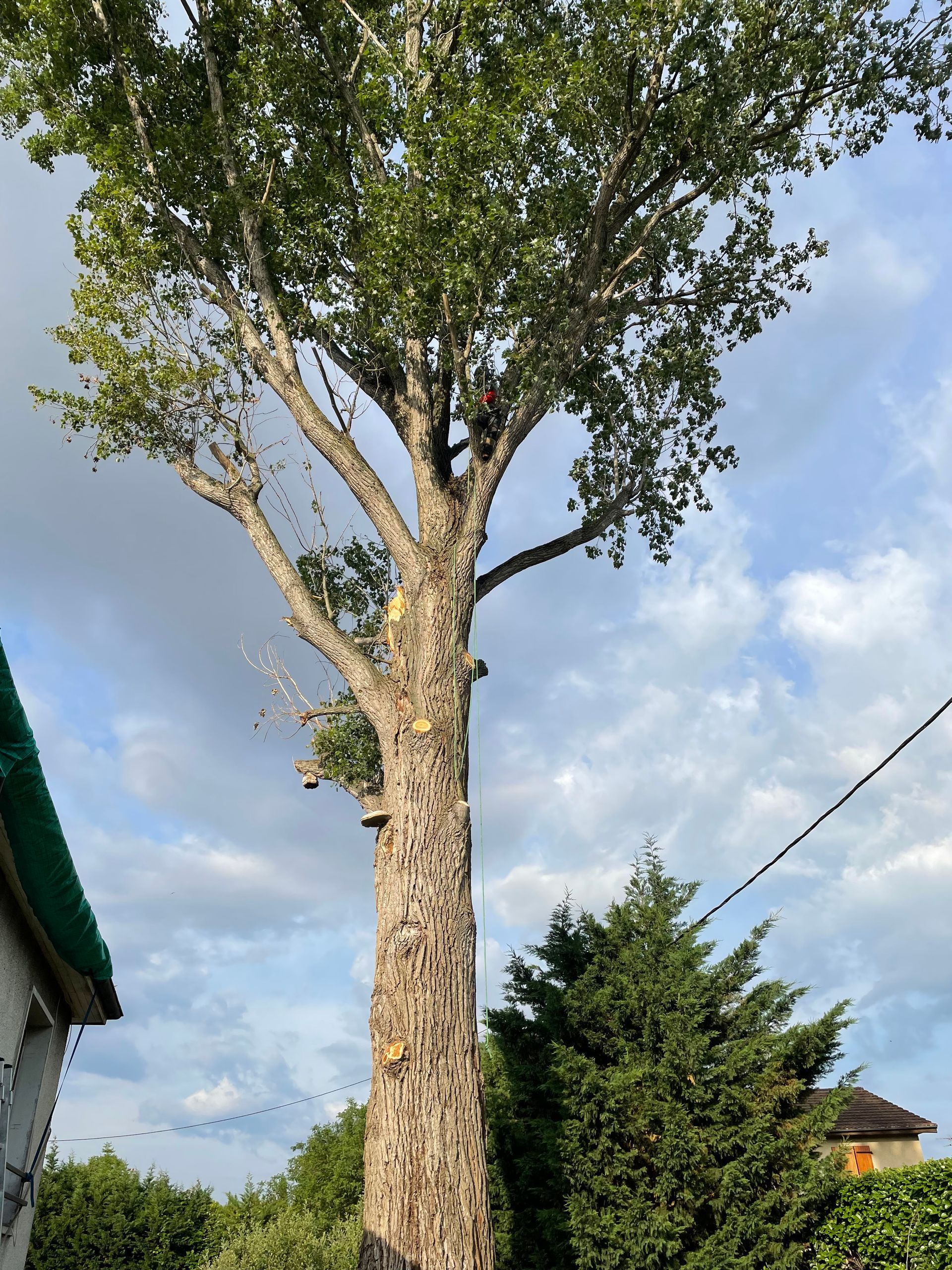 Un grand arbre feuillu se dresse près d'un bâtiment, avec un ciel nuageux en arrière-plan.