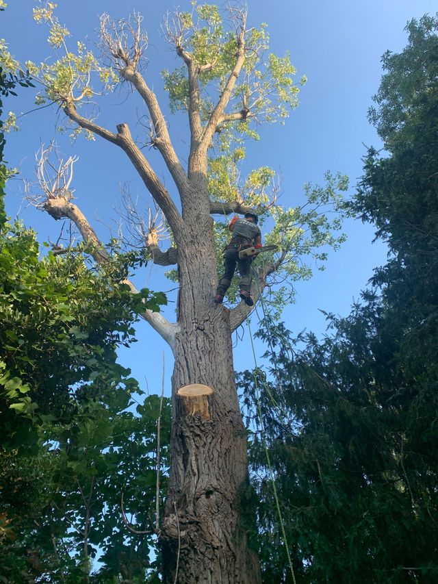 Un élagueur, perché en haut d'un grand arbre, taille des branches sur fond de ciel bleu.
