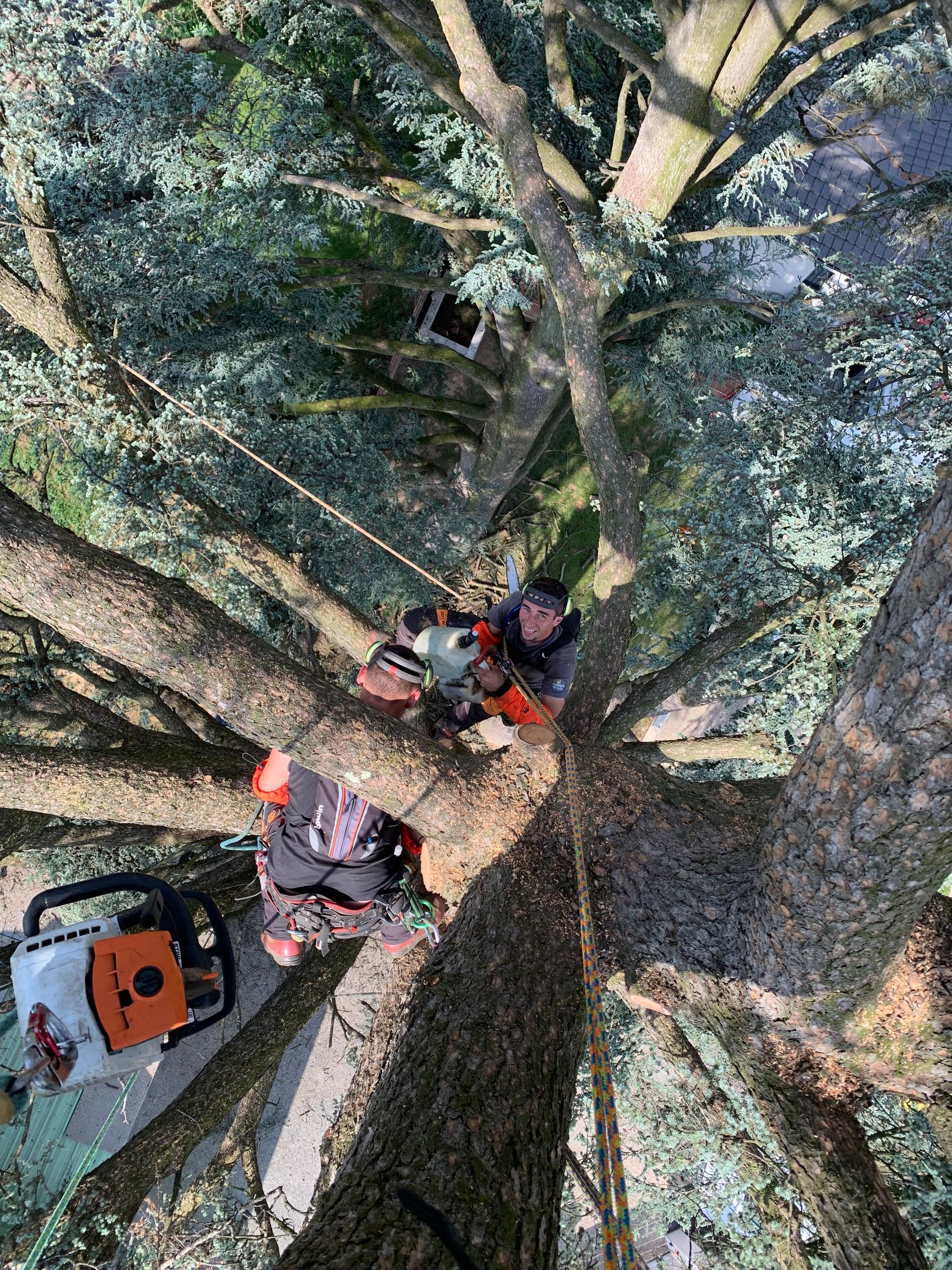 Des personnes grimpant aux arbres sur des cordes, en hauteur dans une forêt, vues du ciel.