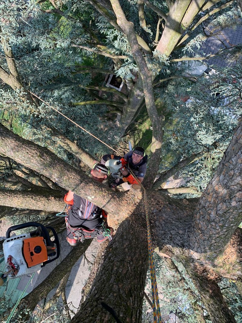 Deux grimpeurs sur un grand tronc d'arbre, vus d'en haut, avec cordes et matériel dans la canopée forestière