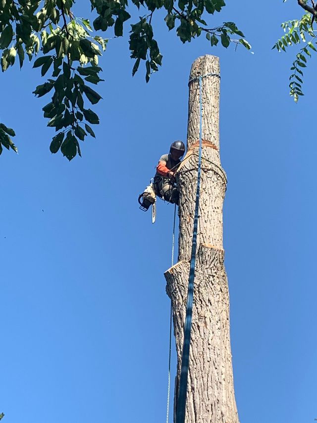 Un arboriste coupe un grand tronc d'arbre sur fond de ciel bleu clair.