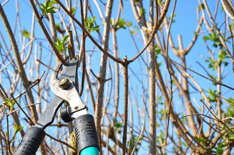Des sécateurs taillent les branches dénudées d'un arbre sur fond de ciel bleu.