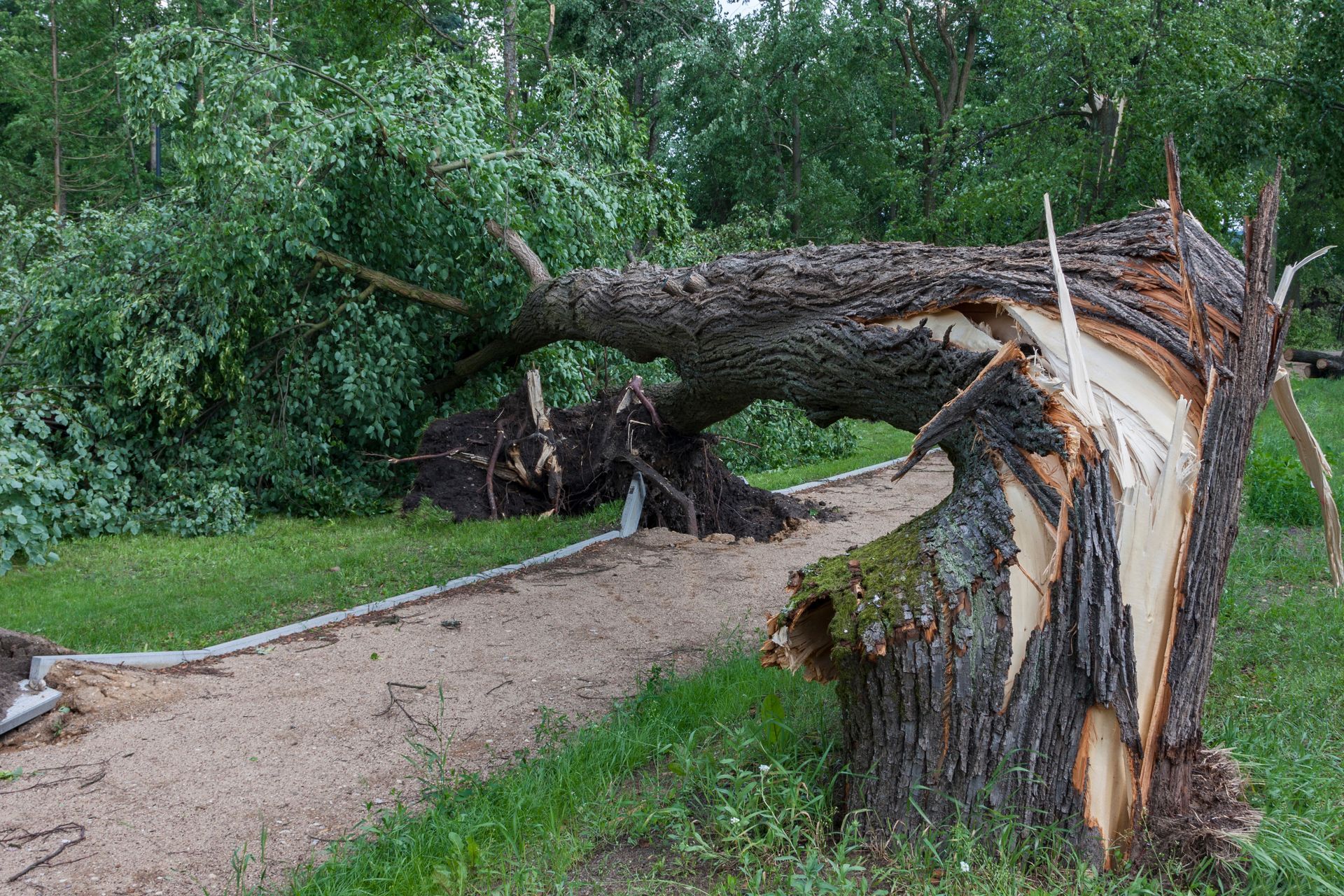 Tronc d'arbre tombé formant une arche au-dessus d'un chemin de gravier dans un parc verdoyant