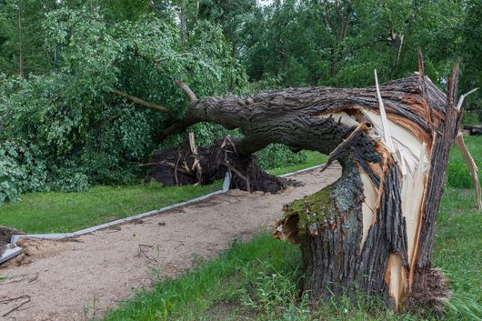 Arbre tombé formant une voûte au-dessus d'un chemin d'un parc, avec un tronc brisé et de l'herbe verte tout autour.