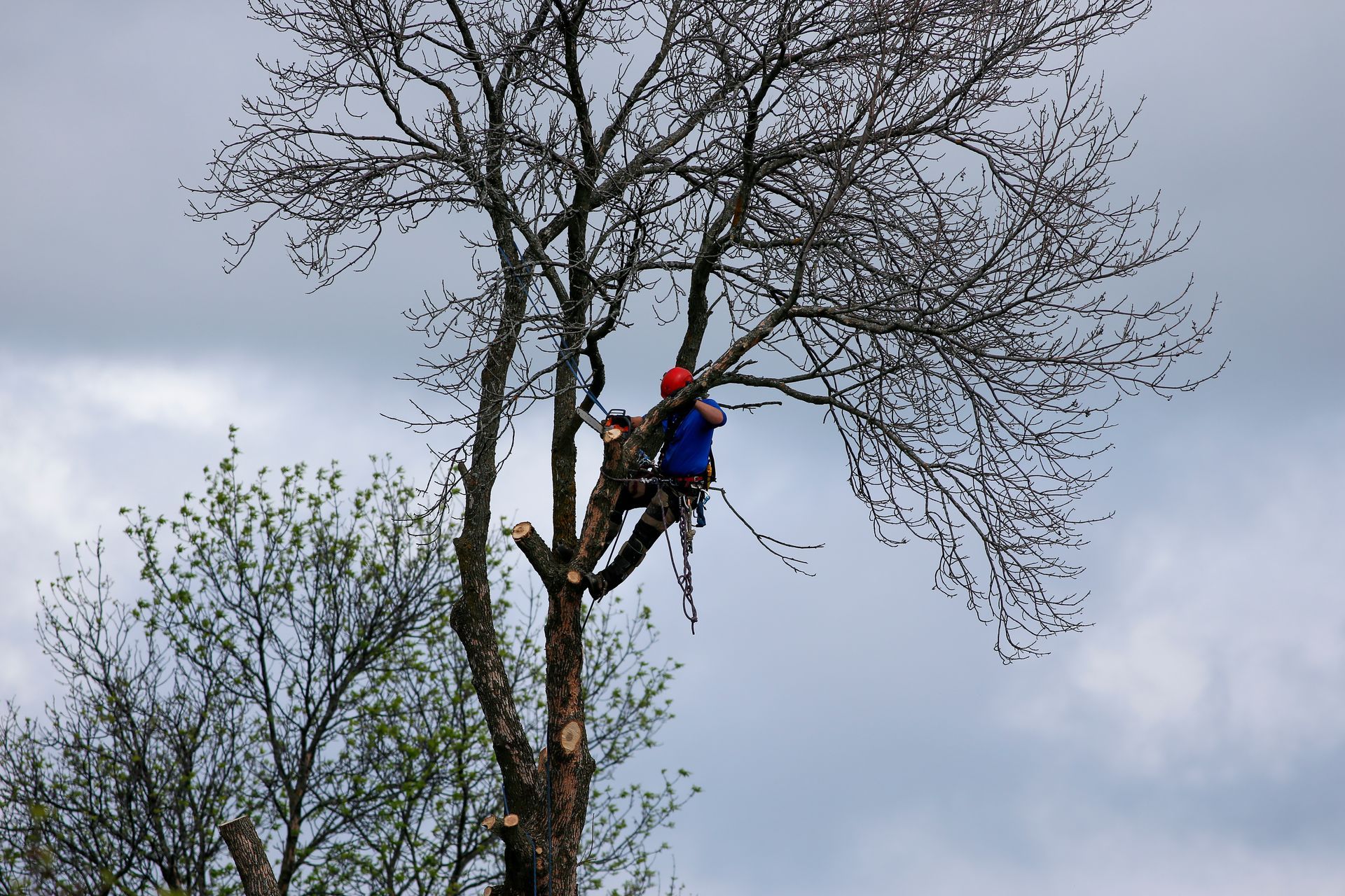 Une personne en veste bleue et casque rouge grimpe à un arbre avec une tronçonneuse sur fond de ciel nuageux.
