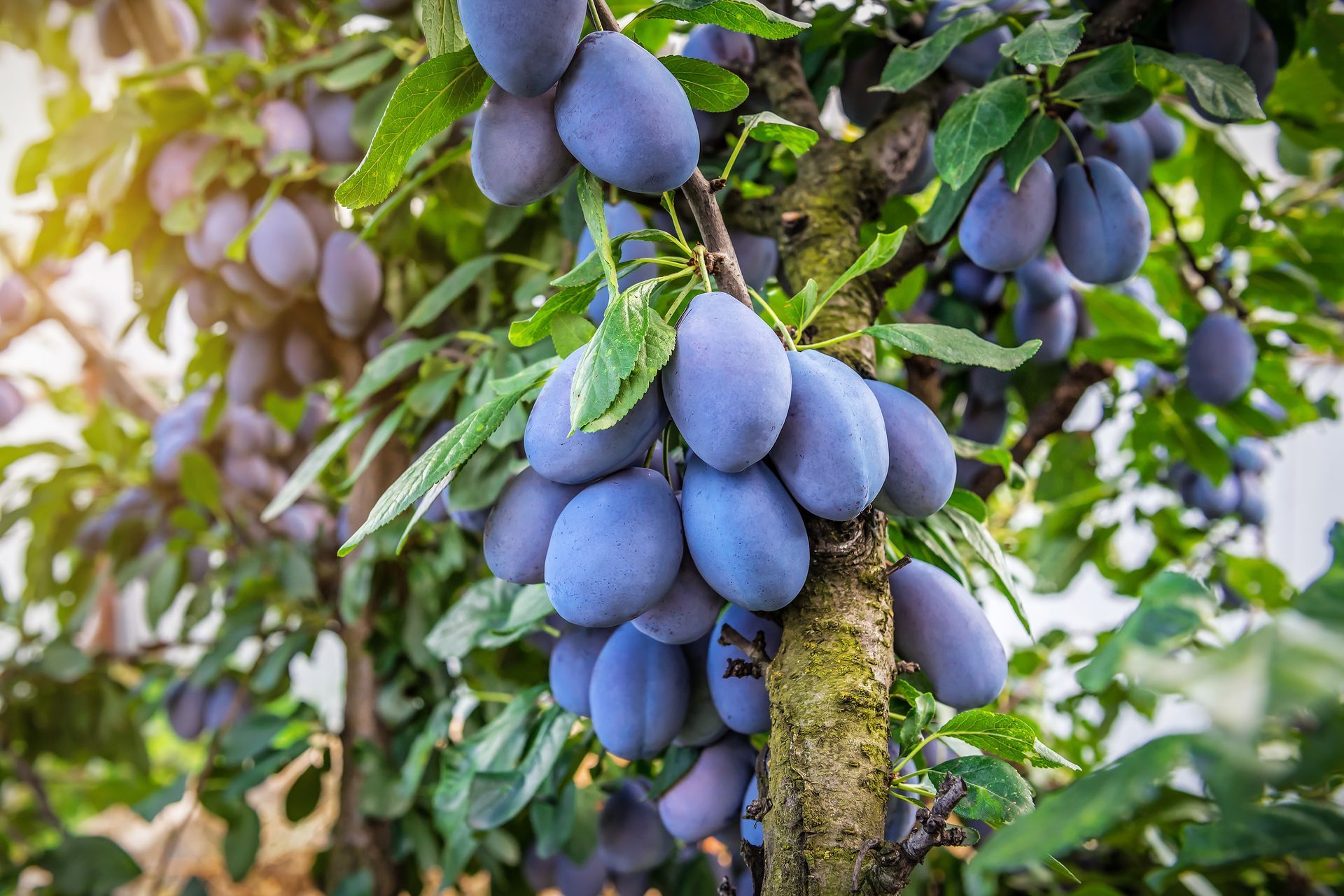Des grappes de prunes bleu-violet mûres pendent à une branche d'arbre au milieu de feuilles vertes