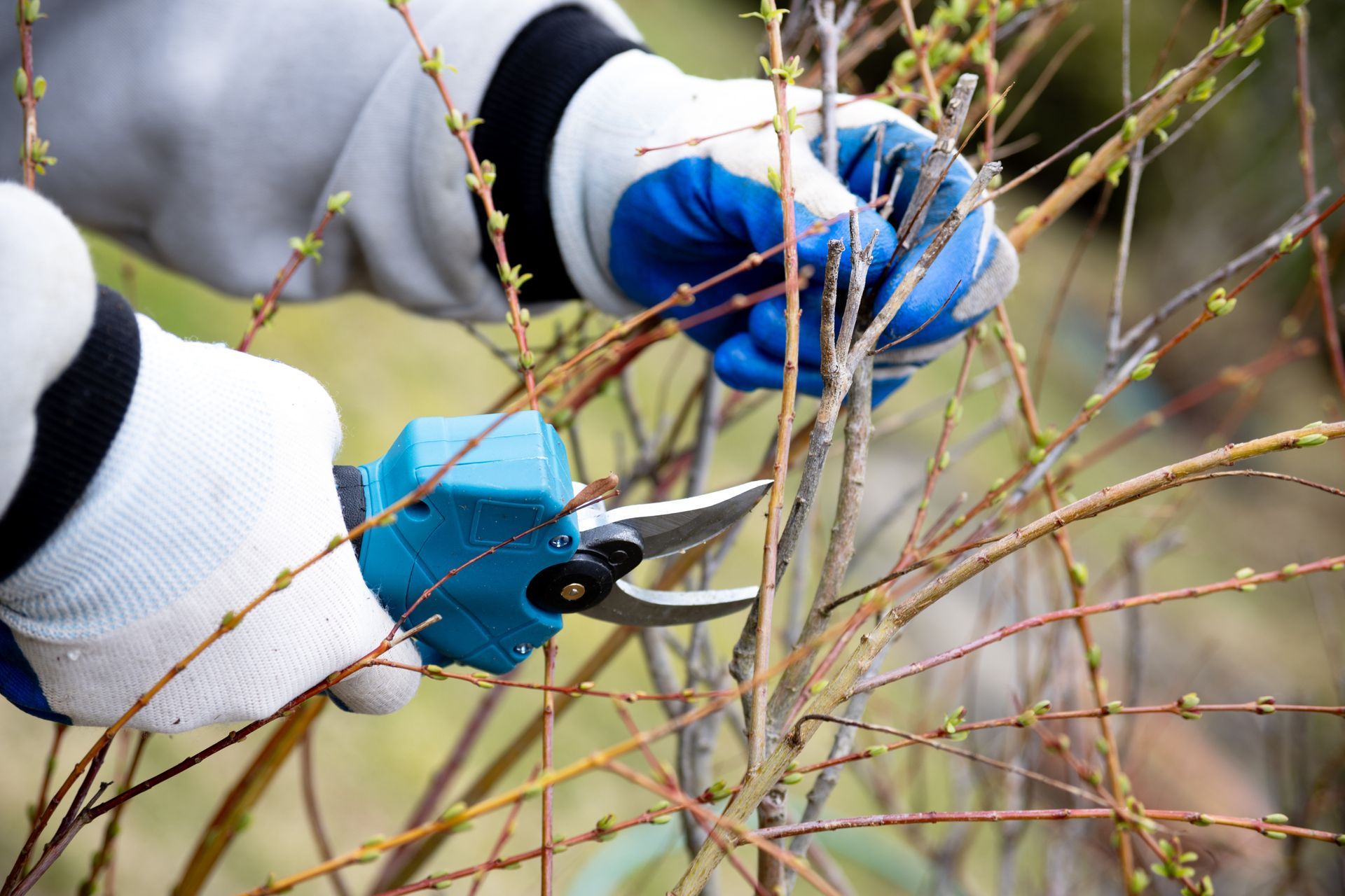 Des mains gantées utilisent un sécateur pour tailler les fines branches d'un arbuste à l'extérieur.