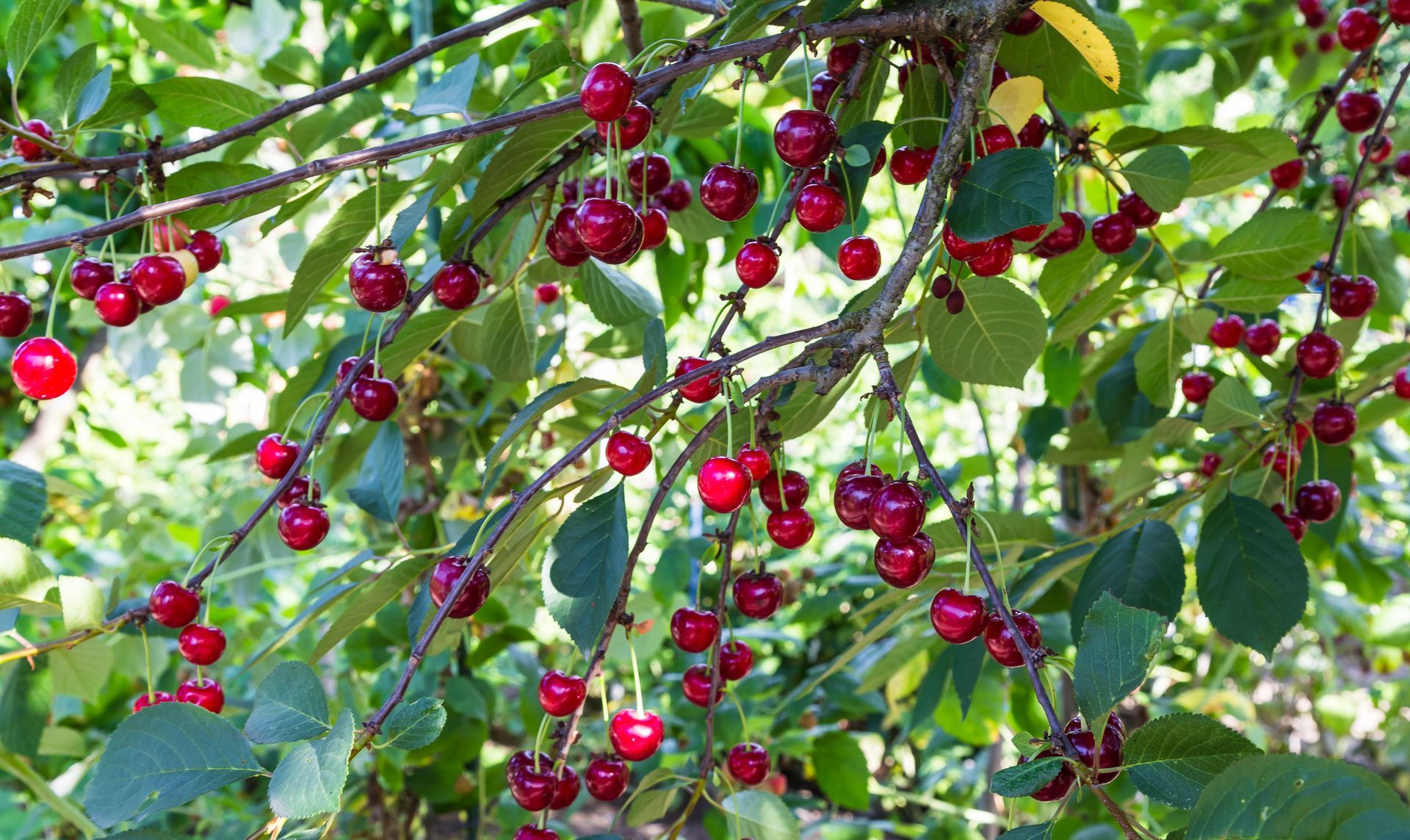 Des baies rouges mûres pendent au soleil parmi les feuilles vertes des branches d'un arbre