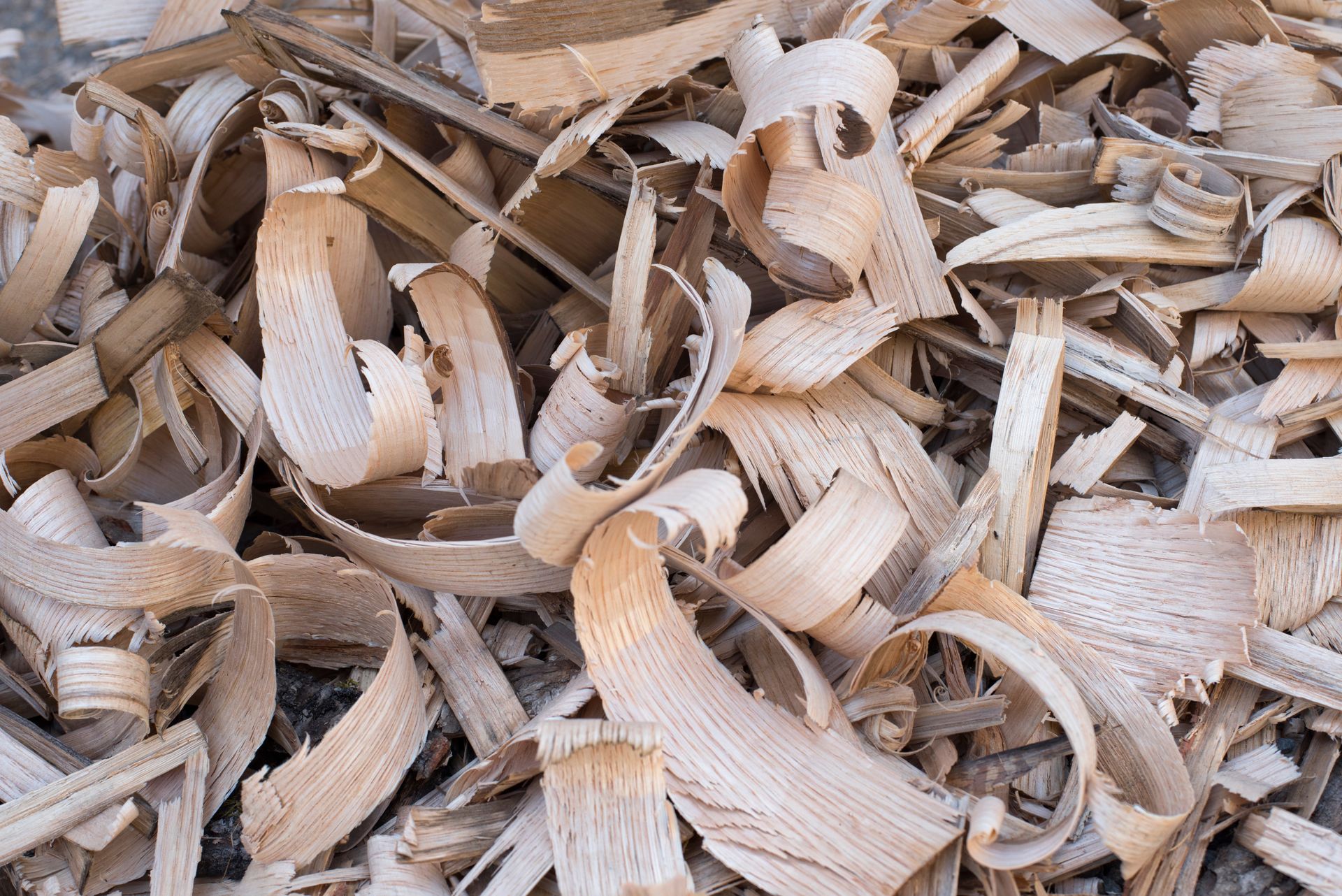 Un tas de copeaux de bois clair et de copeaux enroulés remplit le cadre