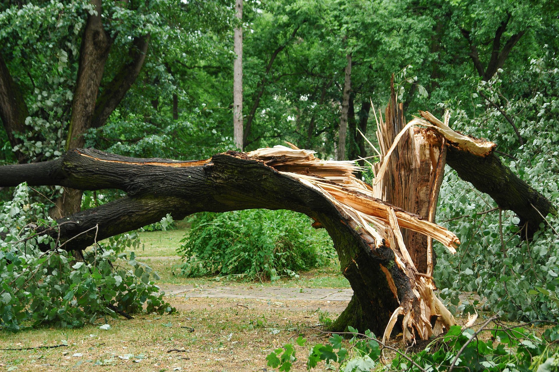 Un grand arbre tombé, au tronc brisé, gît en travers d'un chemin boisé et verdoyant.