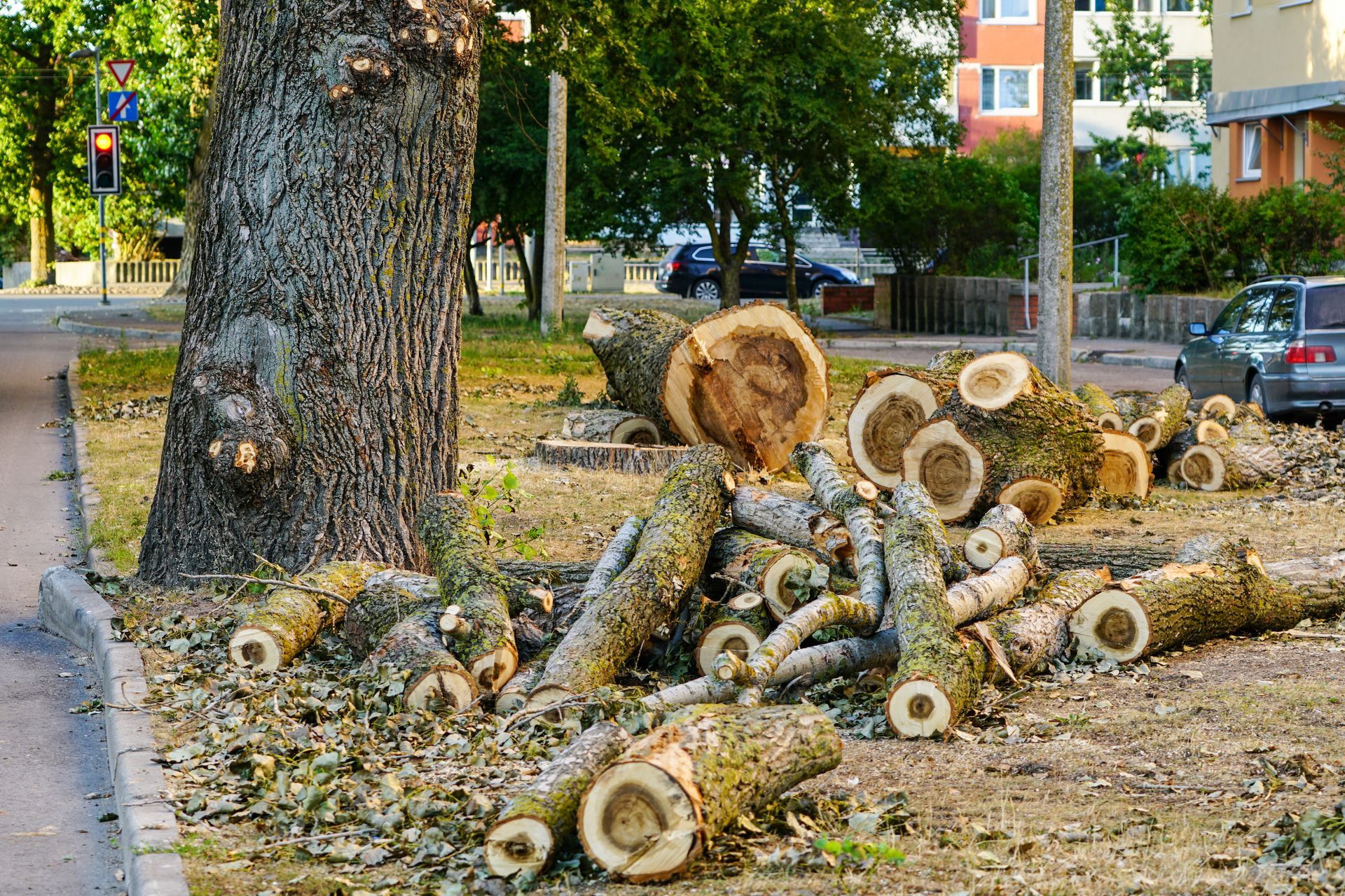 Un tas de troncs d'arbres coupés s'entasse près d'une grosse souche dans un parc, avec des immeubles d'appartements en arrière-plan.