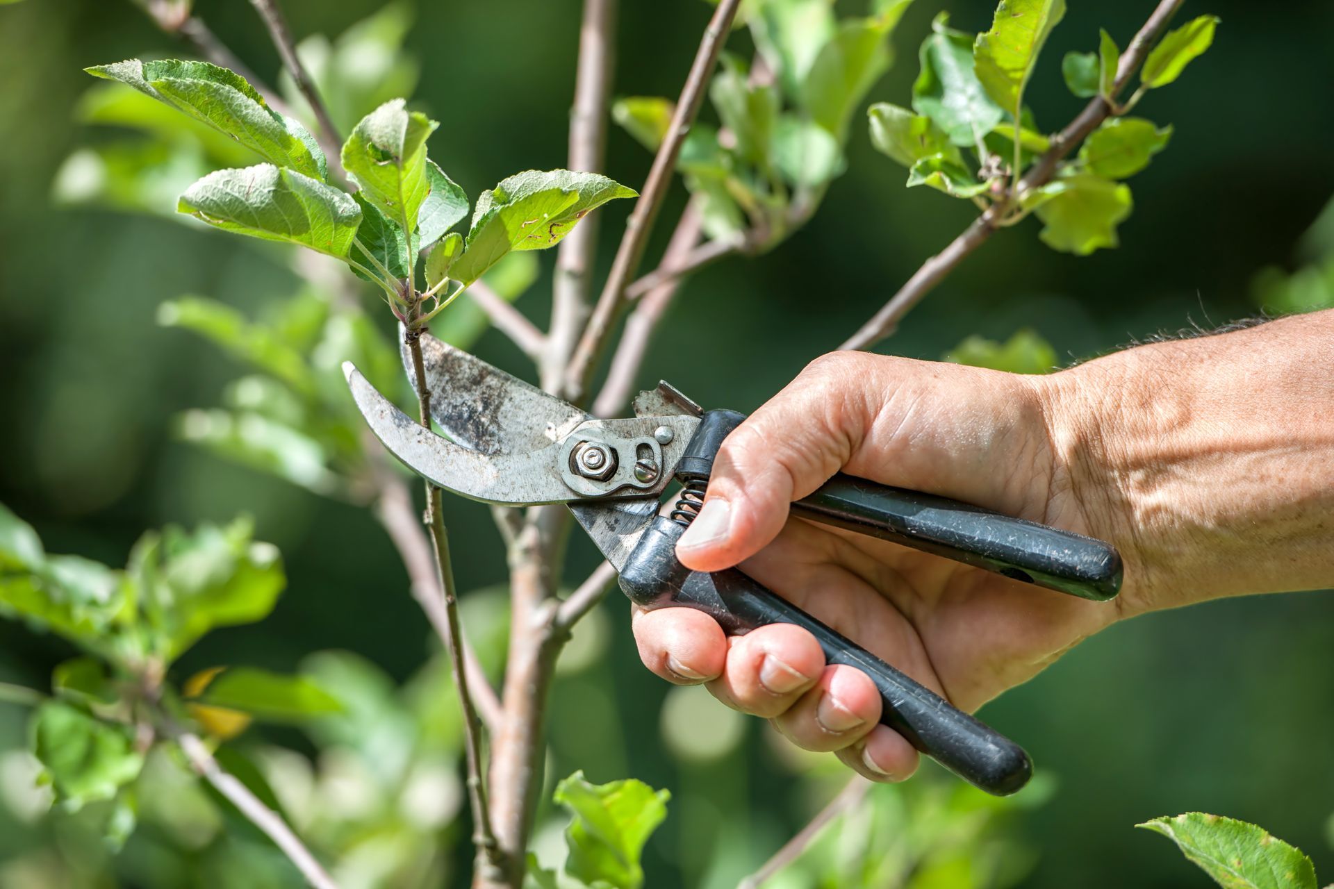 Sécateur manuel pour tailler un arbuste vert à l'extérieur