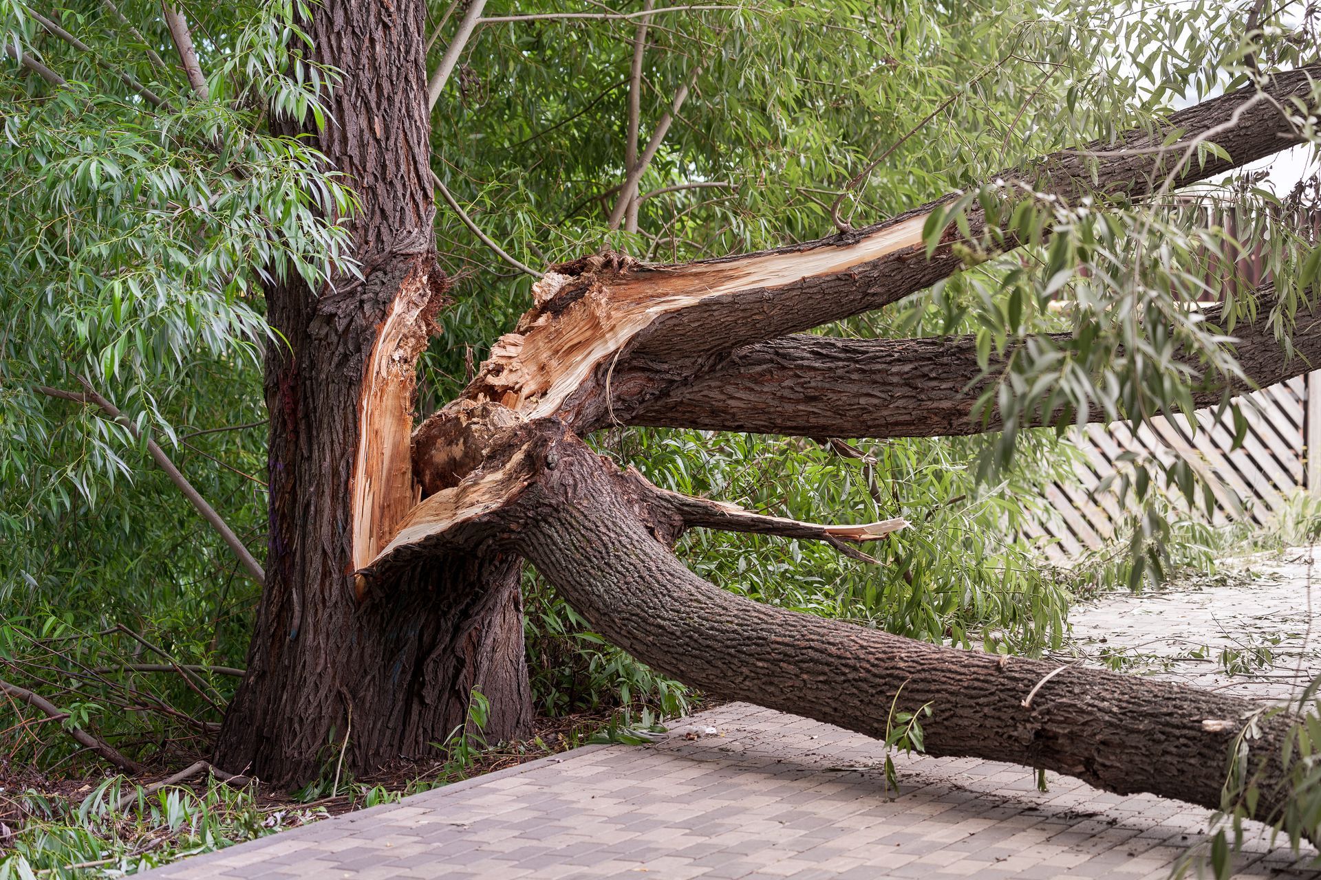Tronc d'arbre fendu au-dessus du trottoir, une branche tombée penchant en travers du chemin