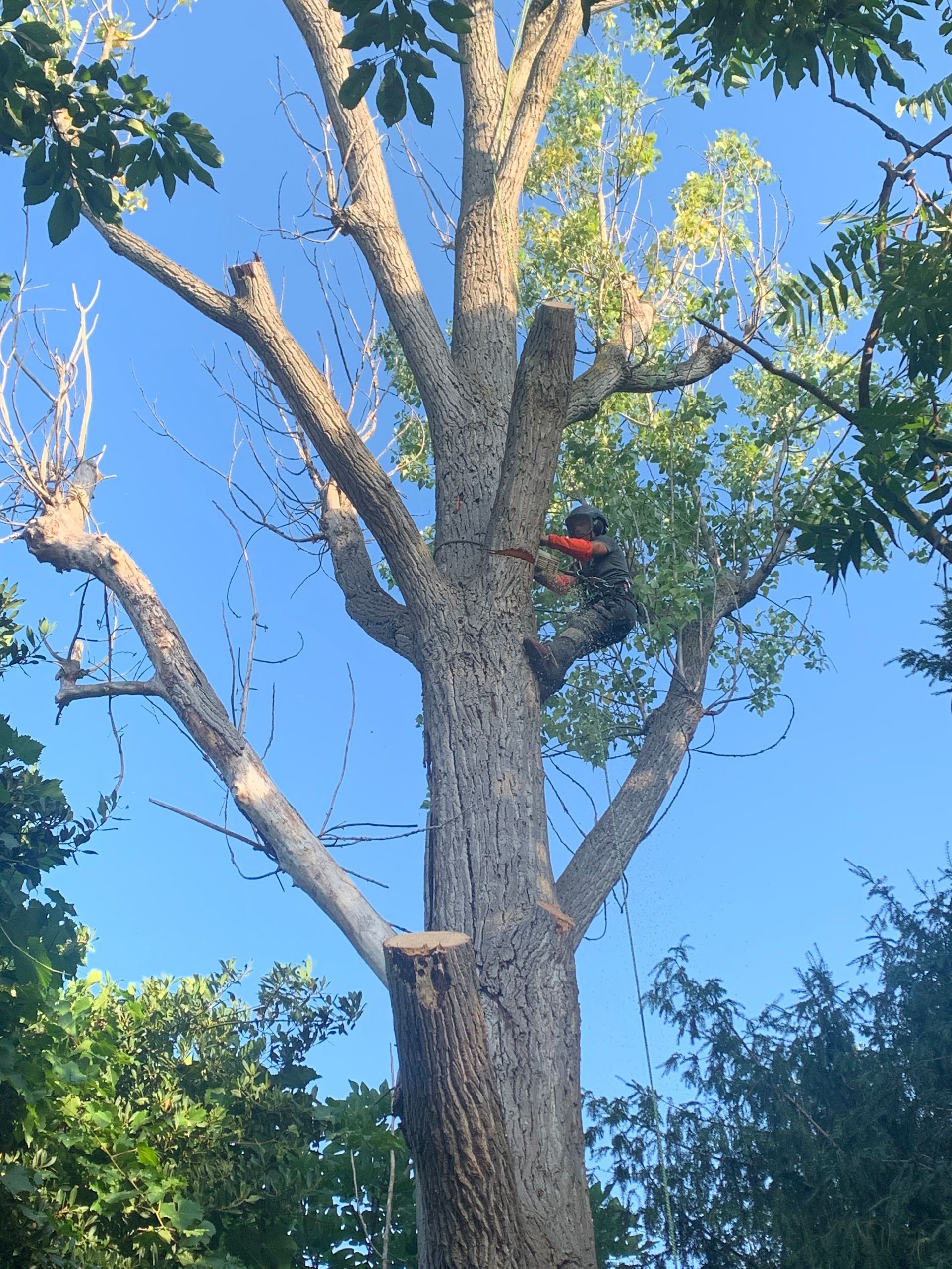 Une personne grimpant à un grand arbre avec un casque rouge par une journée ensoleillée