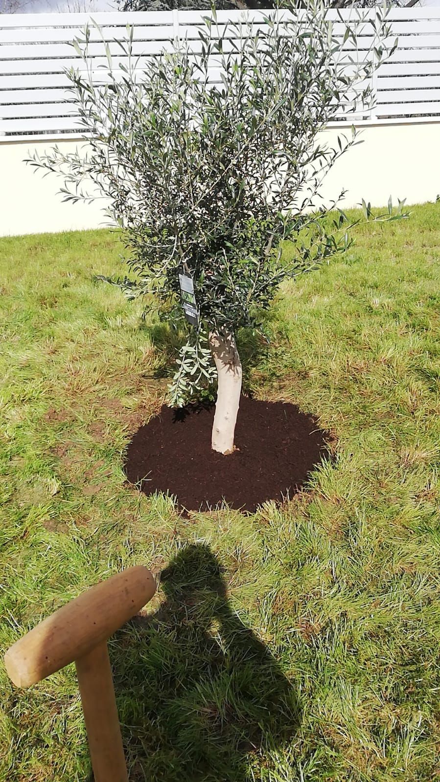 Travaux espace vert plantation