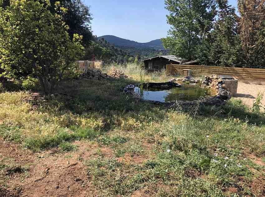 Un pequeño estanque en un jardín con césped, árboles, una valla de madera y montañas al fondo.