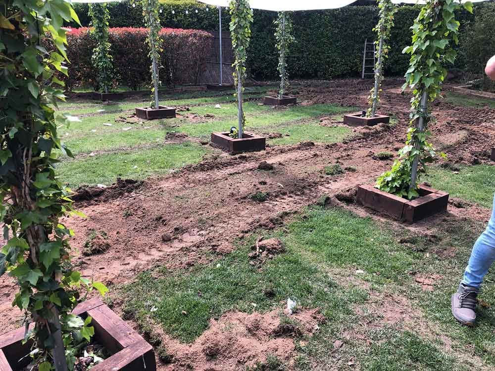 Jardín con postes cubiertos de enredaderas y un sendero embarrado entre la hierba; parte de una persona es visible a la derecha.