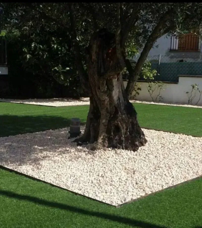 Gran árbol en un jardín paisajístico, rodeado de rocas blancas y bordeado de césped verde.