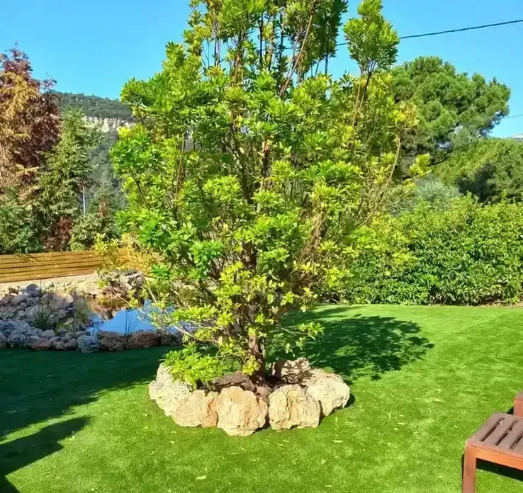 Árbol de jardín exuberante con borde de piedra sobre césped verde brillante bajo un cielo azul claro.