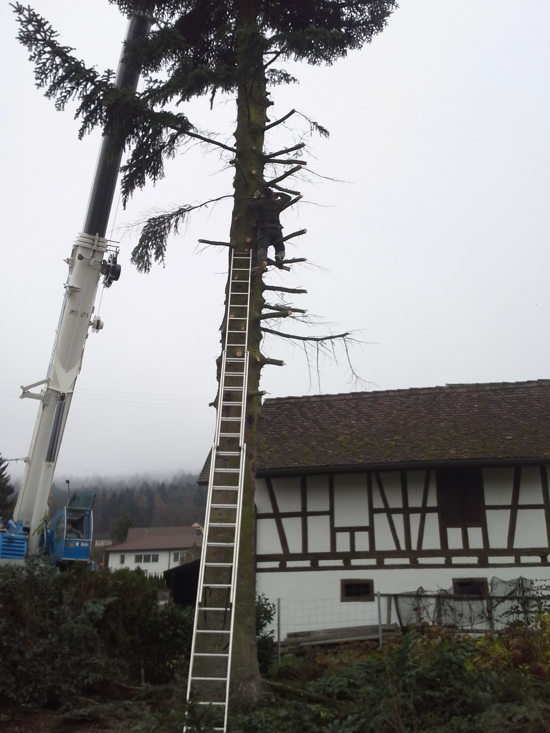 Baumpflege - Imhof-Giardino GmbH