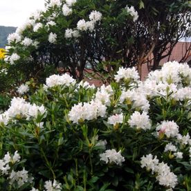 Blumenmeer - Imhof-Giardino GmbH