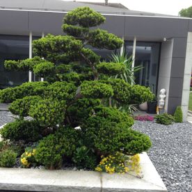 Ein Baum im Garten - Imhof-Giardino GmbH