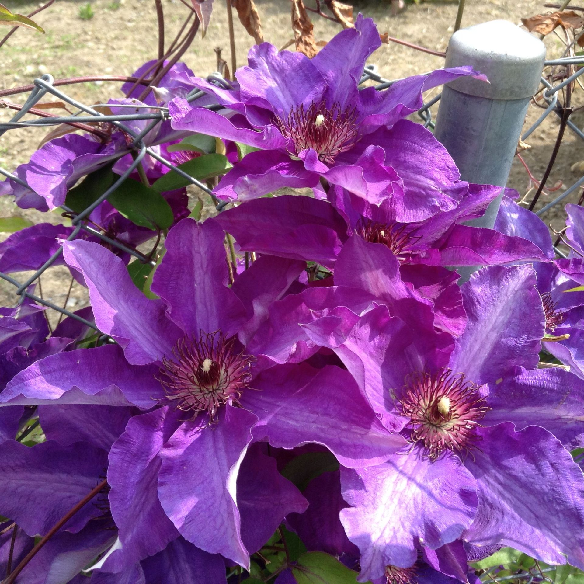 Violette Blume - Imhof-Giardino GmbH