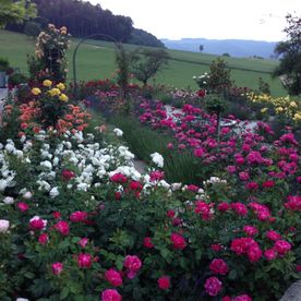 Blumengarten - Imhof-Giardino GmbH