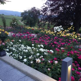 Blumen - Imhof-Giardino GmbH