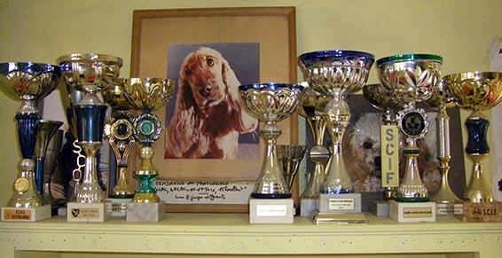 toilettage chiens à Sevran (93)- coupes gagnées en expositions