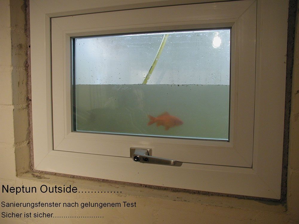 Goldfische in einem mit Wasser gefüllten Fenster, wahrscheinlich einem überfluteten Kellerfenster.