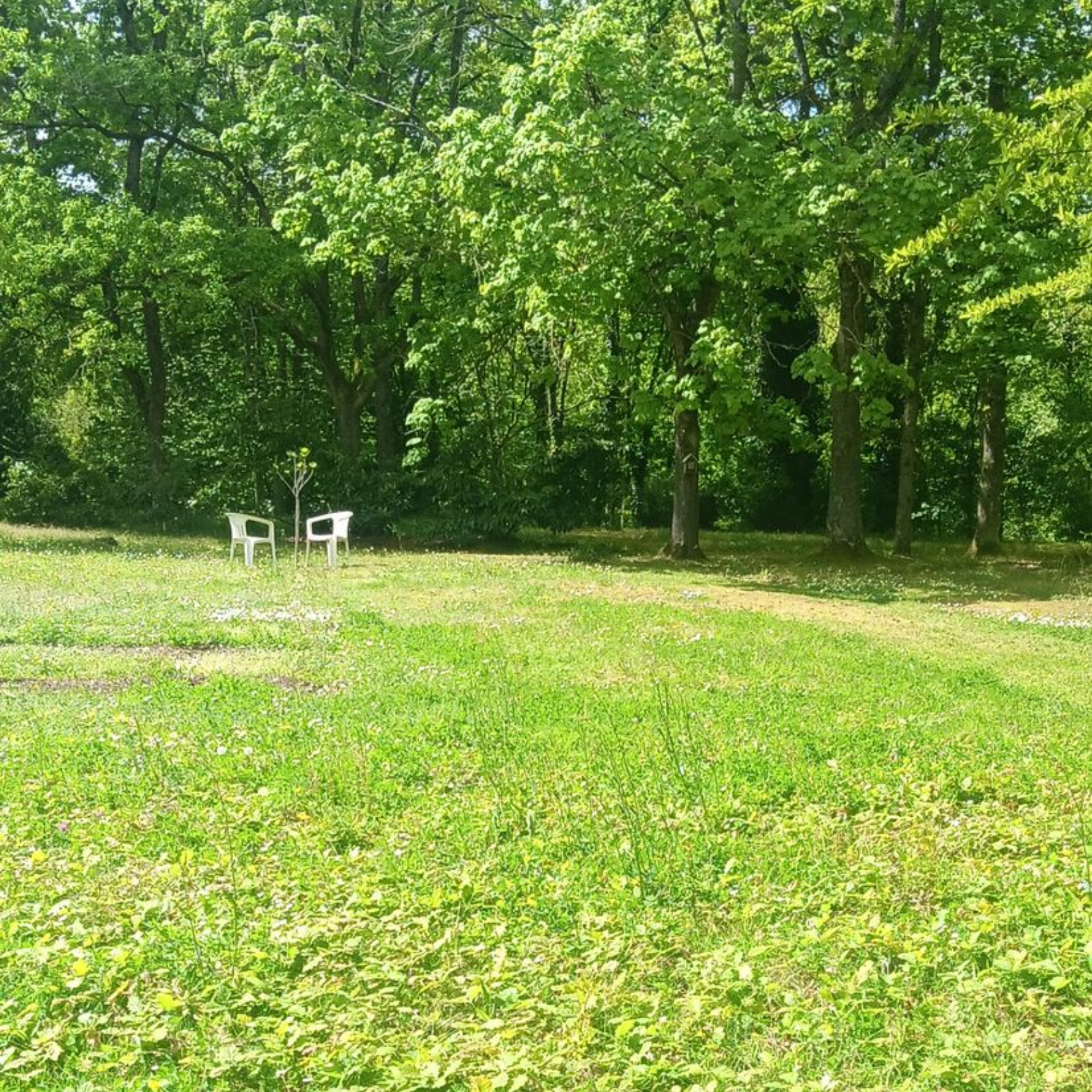 Clairière herbeuse en forêt avec deux chaises blanches. Des arbres bordent l'arrière-plan sous un ciel lumineux.