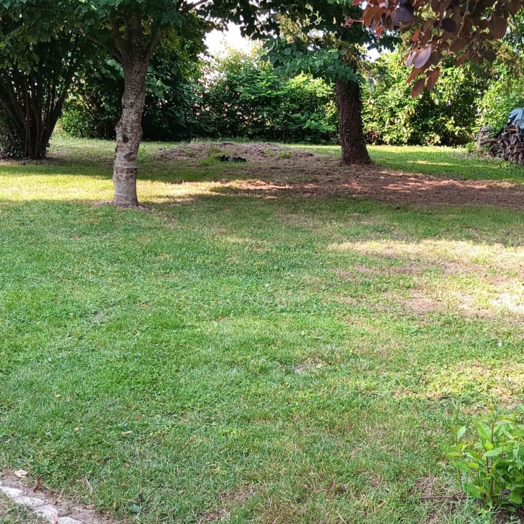 Jardin verdoyant et luxuriant, agrémenté d'arbres. La lumière du soleil filtre à travers les feuilles, créant des ombres. Des buissons et d'autres arbres se dessinent à l'arrière-plan.