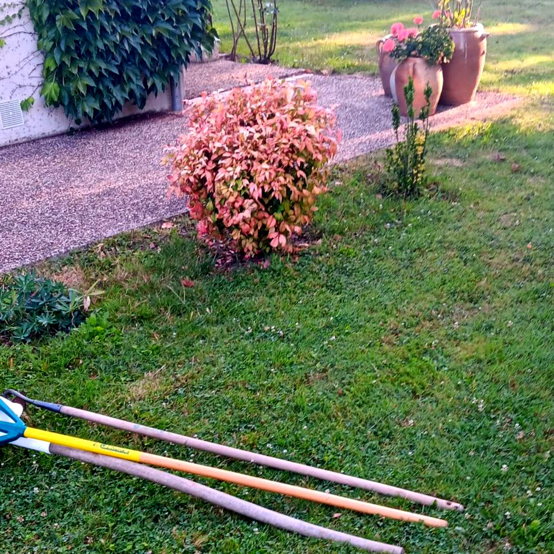 Scène de jardin avec feuillage rose et vert, pelouse, outils et fleurs en pot.