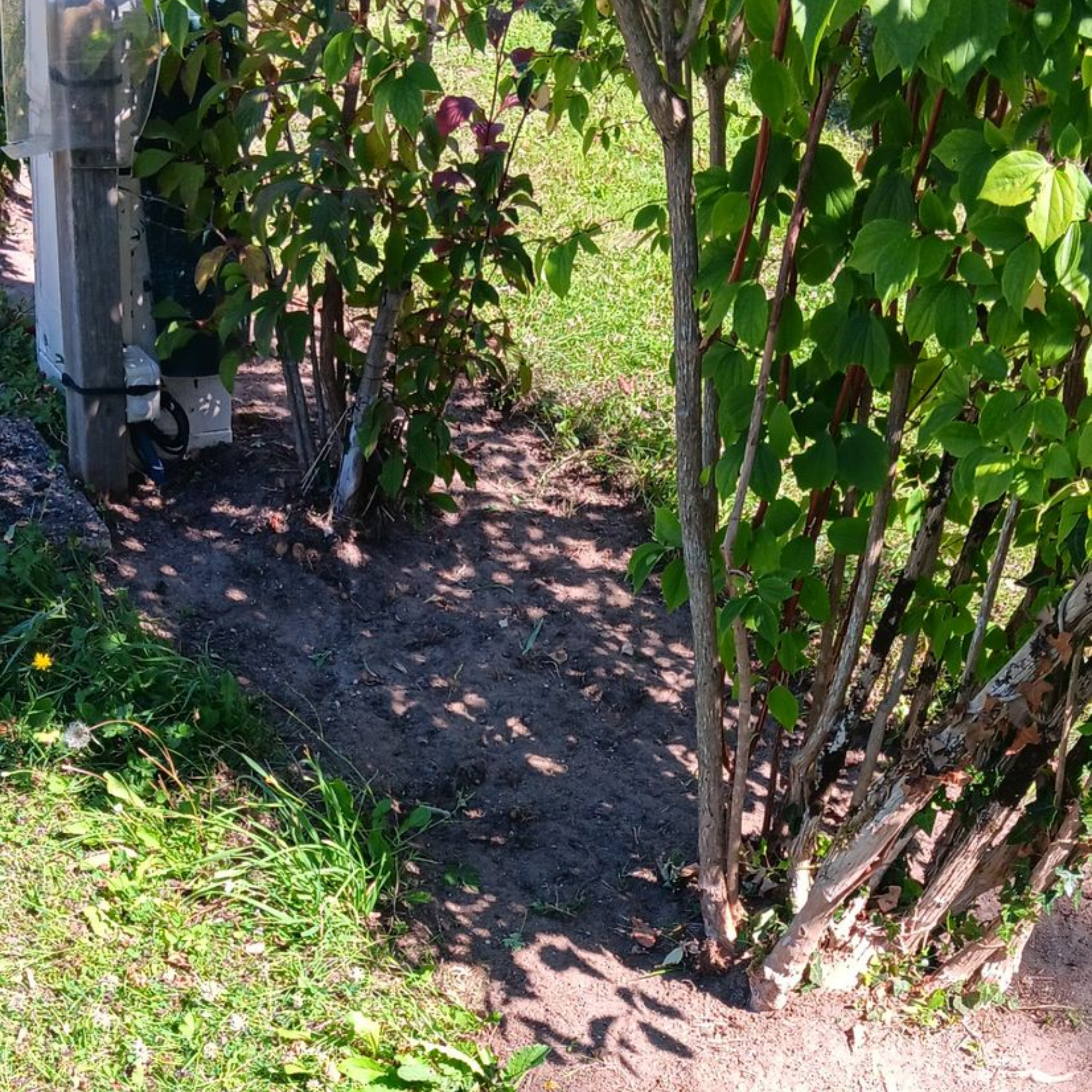 Des arbustes à feuilles vertes et à tiges brunes poussent dans un parterre ensoleillé.