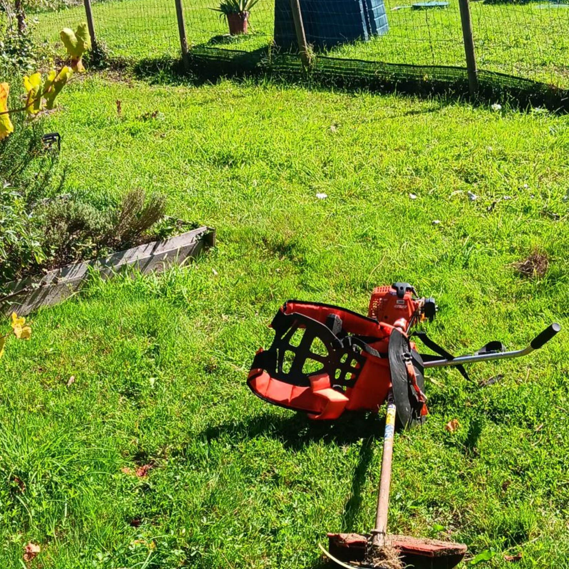 Une débroussailleuse à dos rouge et noire sur de l'herbe verte dans un jardin.