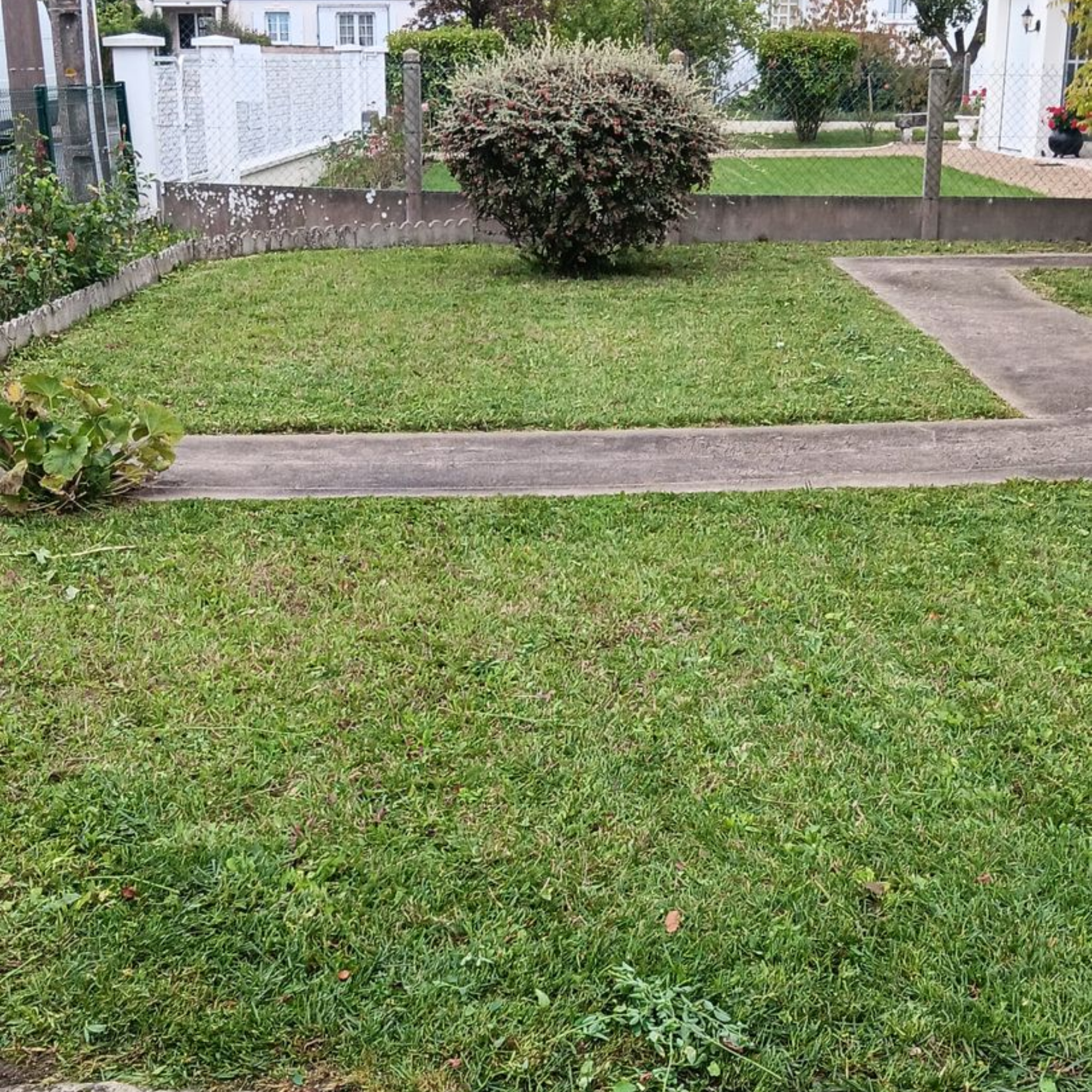 Pelouse avec un buisson au centre, allées en béton et clôture blanche en arrière-plan.