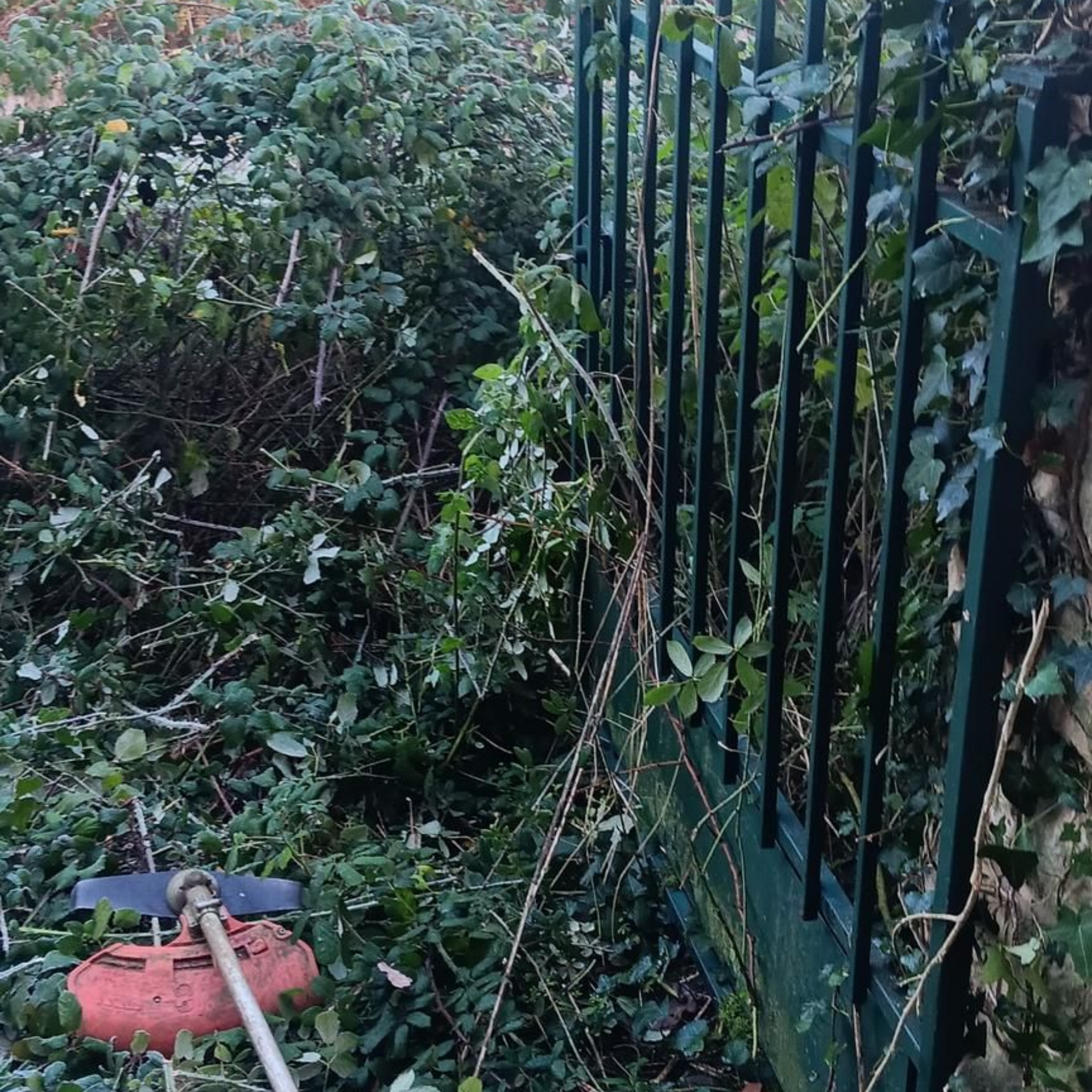 Portail métallique vert partiellement dissimulé par des buissons envahissants et une débroussailleuse.