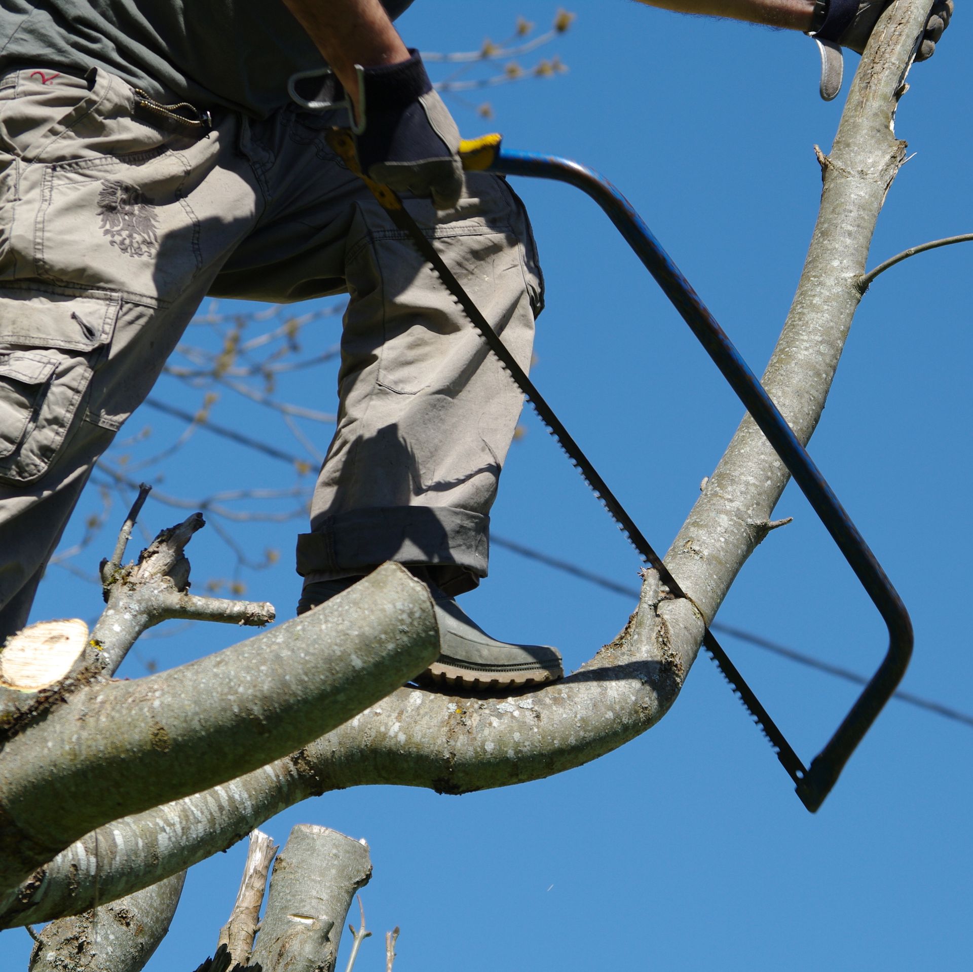 Une personne utilise une scie à main pour couper une branche d'arbre à l'extérieur par une journée ensoleillée.