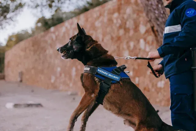 Un hombre pasea a un perro con correa.