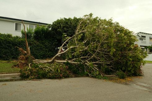 Un árbol de gran tamaño se ha caído sobre una calle residencial, y sus raíces quedan al descubierto a un lado, cerca de una casa.