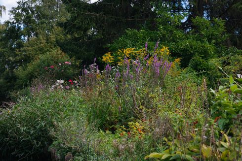 Una vibrante escena de jardín con flores silvestres moradas, flores amarillas y un denso follaje verde bajo un cielo soleado.