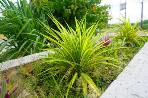 Una planta de hierba ornamental de color amarillo verdoso brillante en una jardinera de hormigón con otras plantas verdes al fondo.