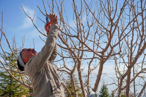 Una persona con una chaqueta color canela poda las ramas de un árbol de hoja caduca sin hojas, con un cielo azul despejado de fondo.