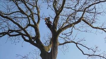 Une personne grimpe à un grand arbre sans feuilles sur fond de ciel bleu dégagé
