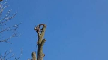 Tronc d’arbre élagué sur fond de ciel bleu dégagé, avec des branches nues sur le bord gauche