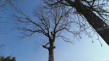 Des branches d’arbres dénudées en hiver se détachent sur un ciel bleu limpide
